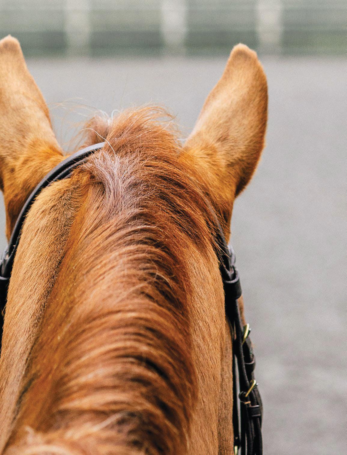 Putting ourselves in horses' place to give them lives well lived