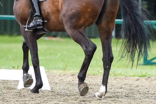 Video in warm-up areas allowed and the FEI clarifies blood rules