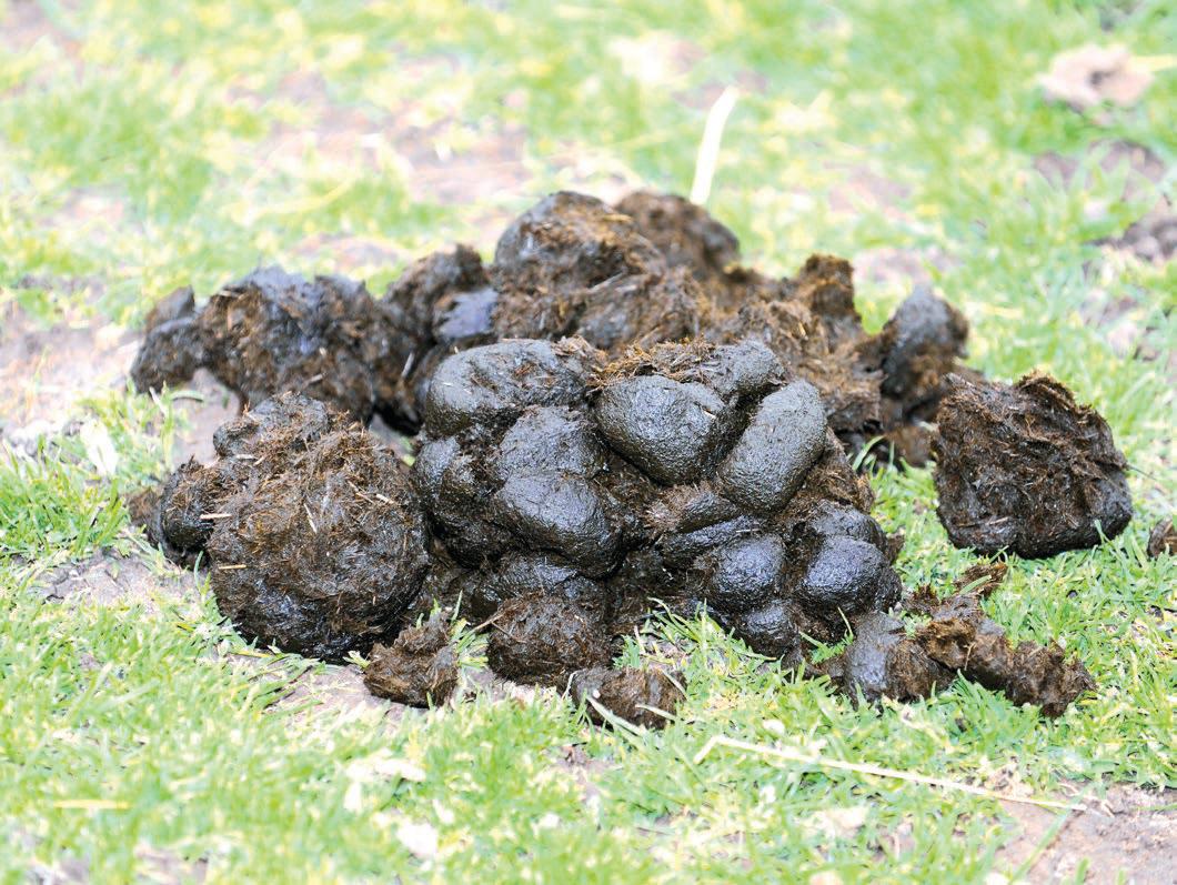 Warm summer saw a rise in worm egg count results