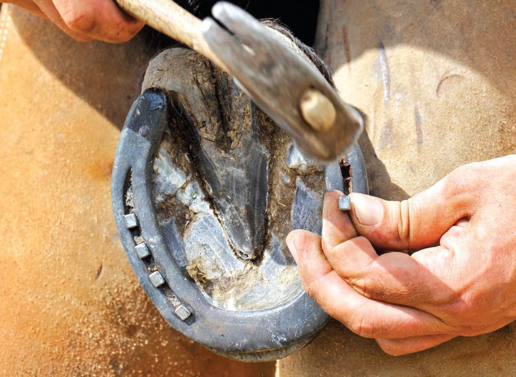 Farrier struck off after horse welfare conviction in court