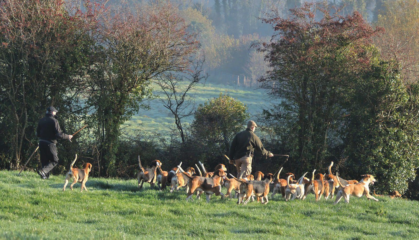 A screaming hunt with ‘Dicker’s Dogs’