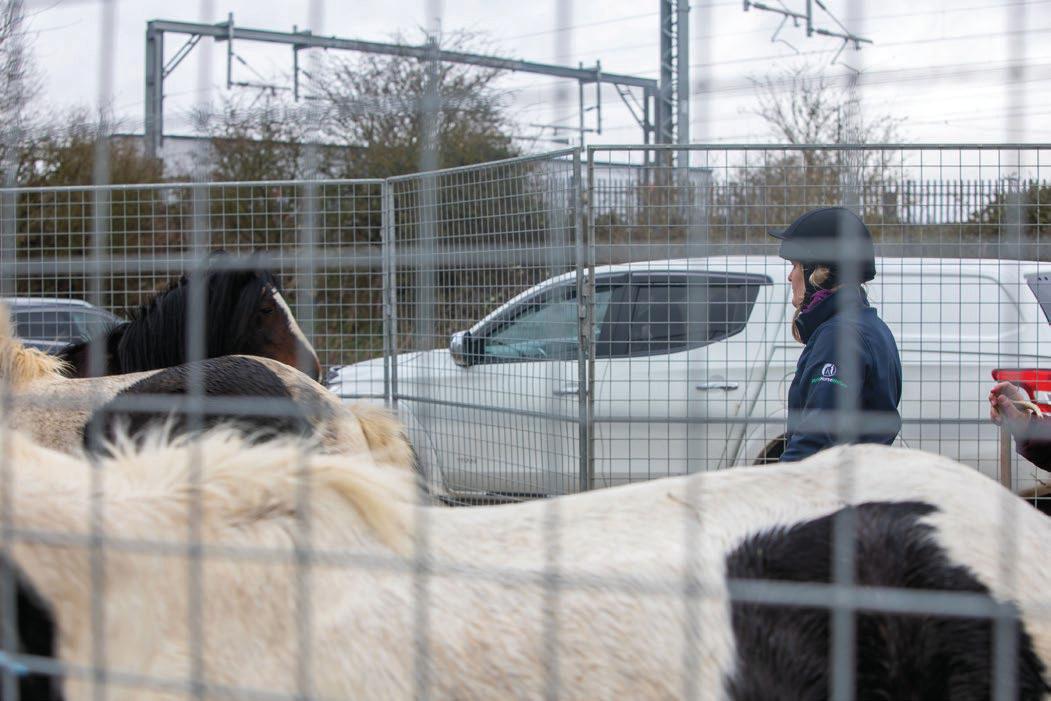 Money pressures affecting owners and charities alike