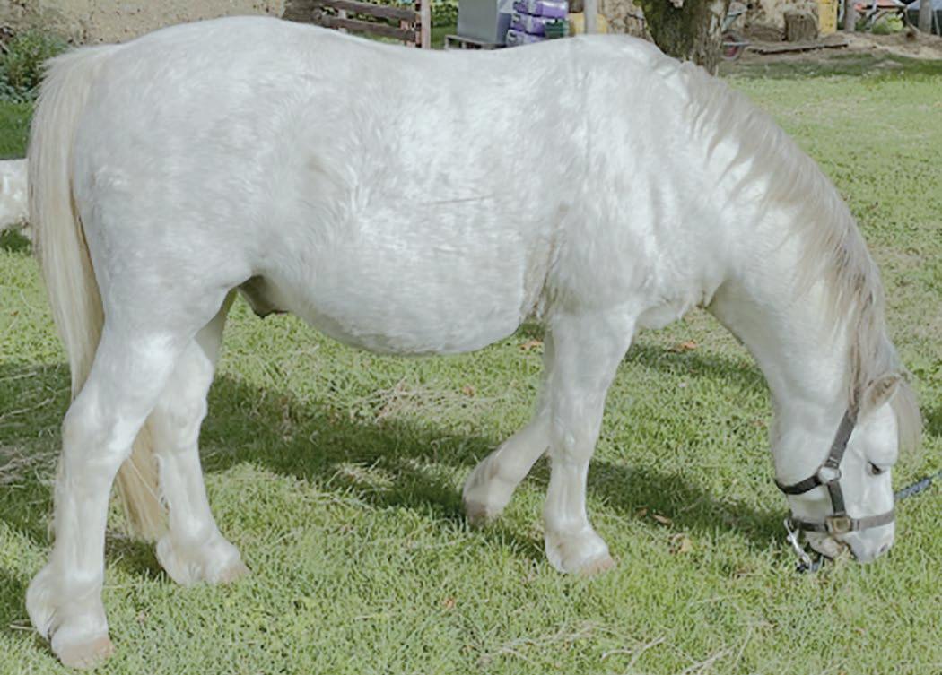 PONY problems