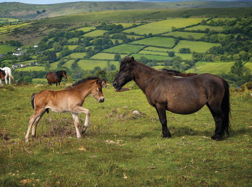 Political parties unite to condemn any cull of Dartmoor hill ponies