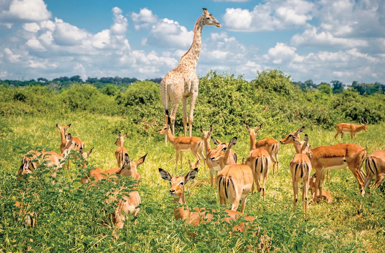 Wildlife through a lens