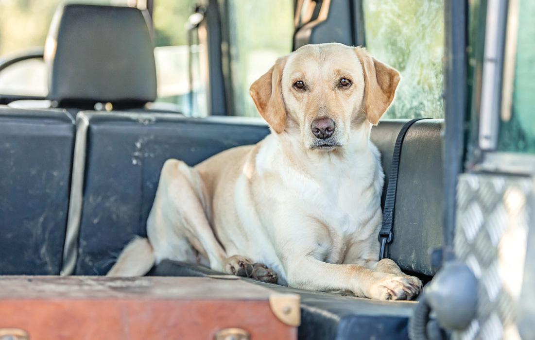 Truly man's best friend