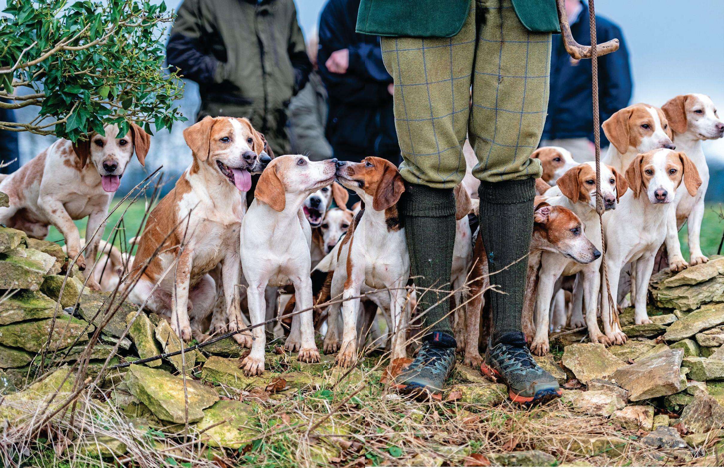 Hounds, not hangovers