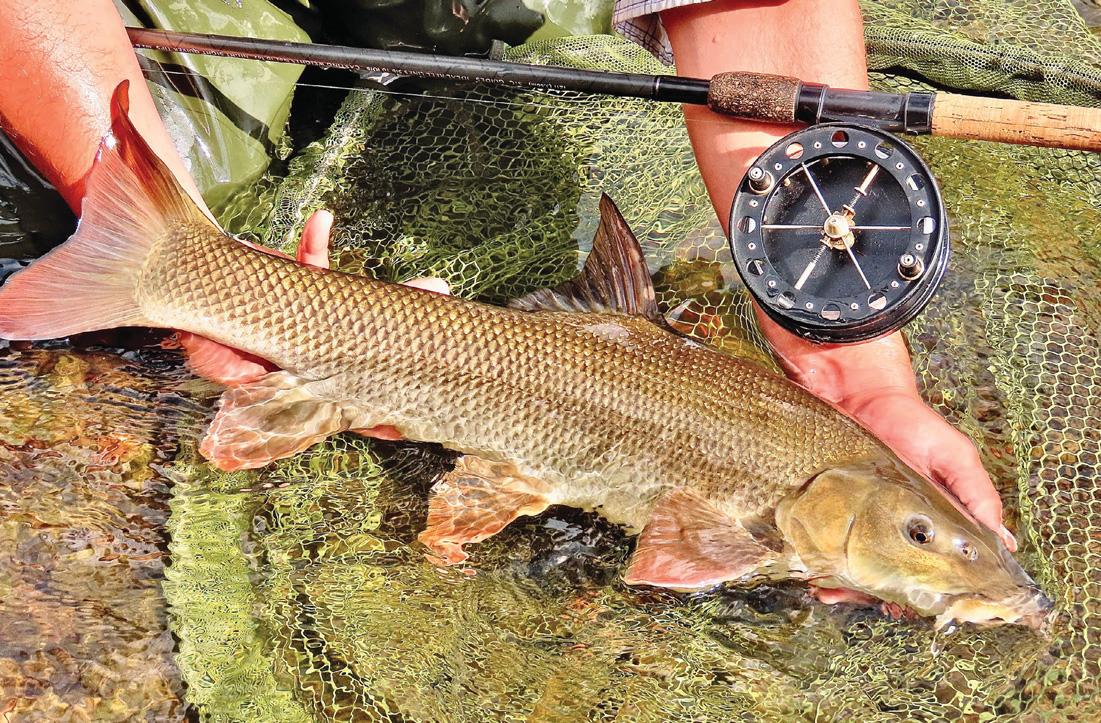 Unsung fish