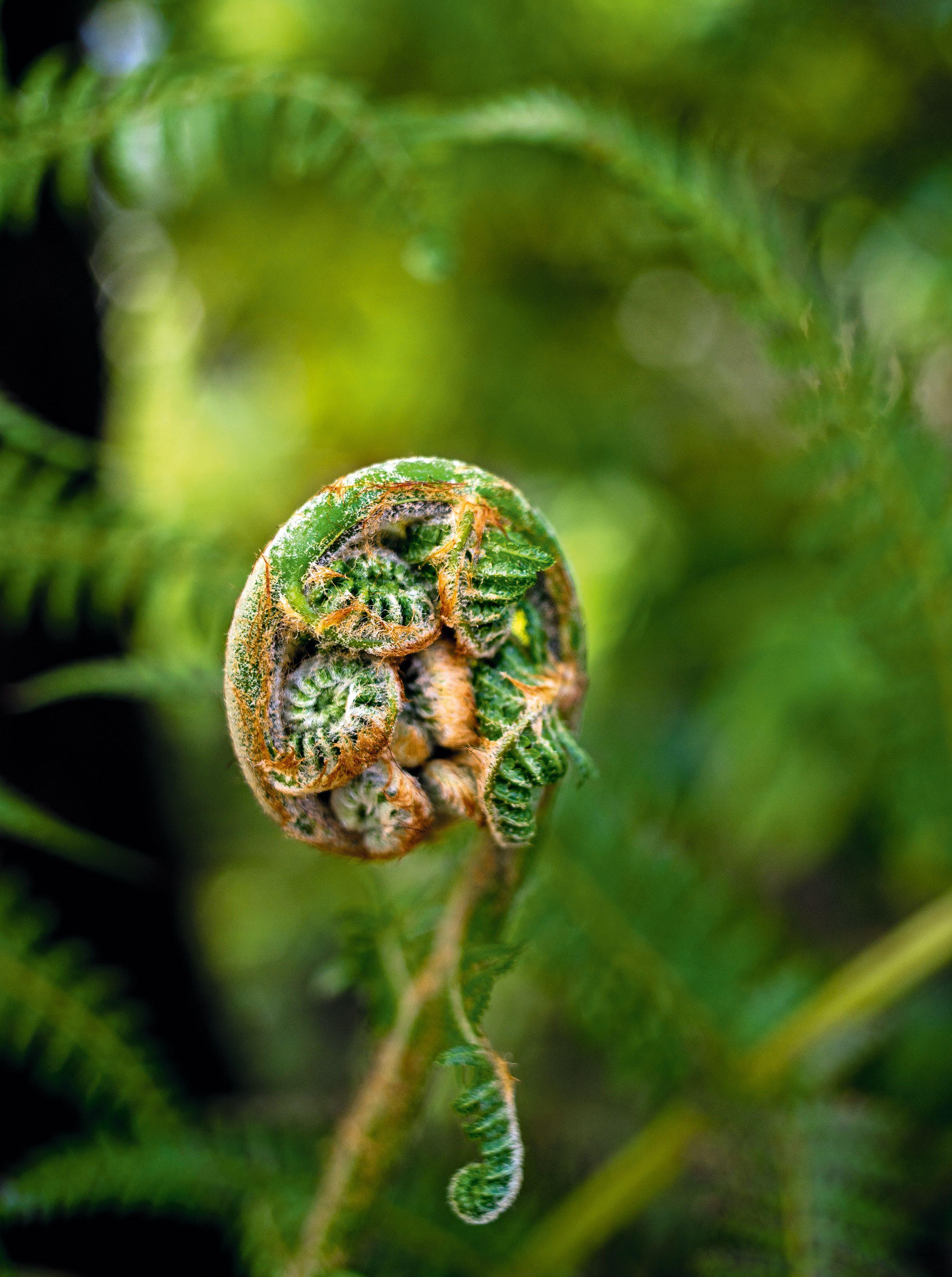 Fern fever