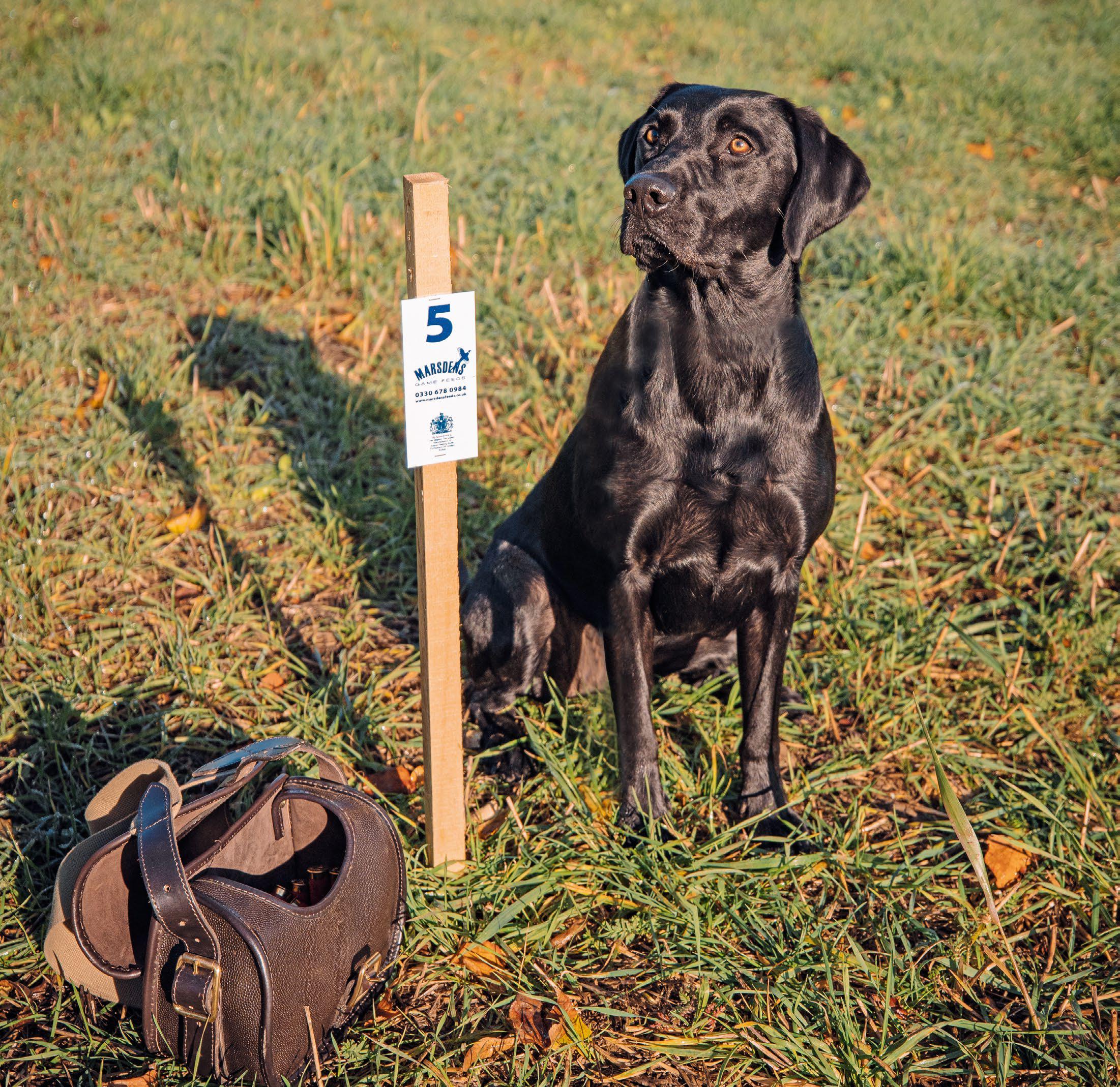 Manners maketh a happy dog