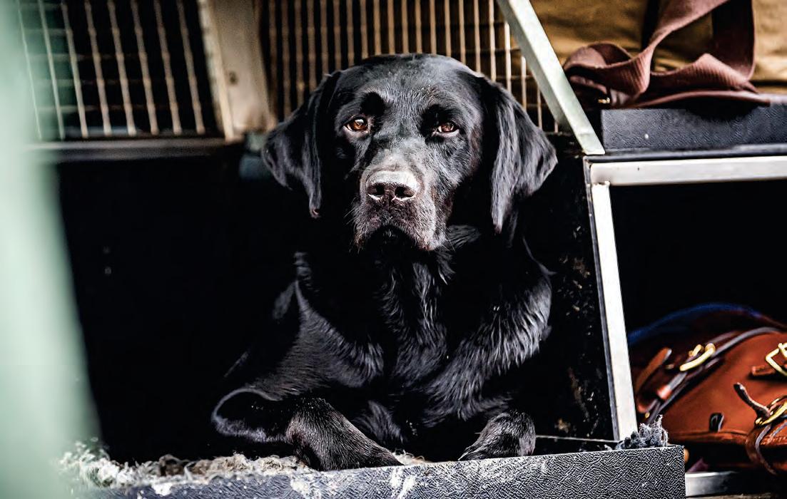 A canine comfort zone