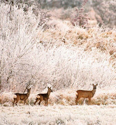 Deer manager shortage fears
