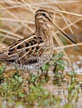 Discovering snipe secrets