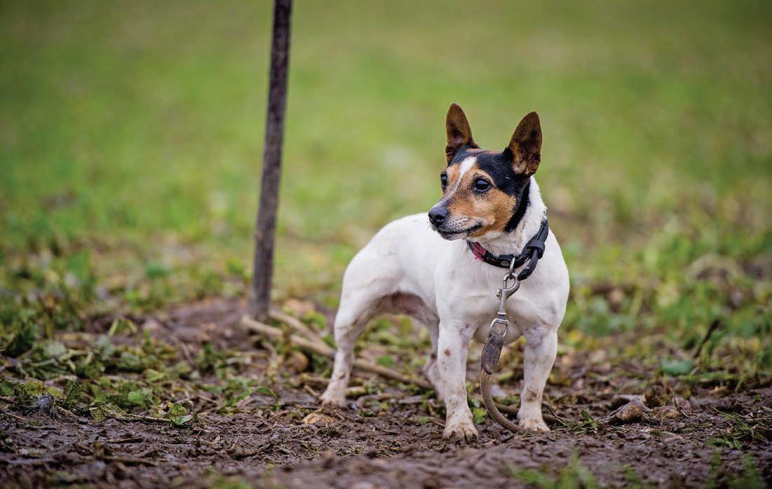 Digging into terrier breeds