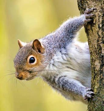 Grey squirrel population poses threat to trees