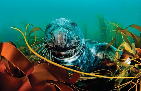 Nature meets technology in European project to restore ocean life