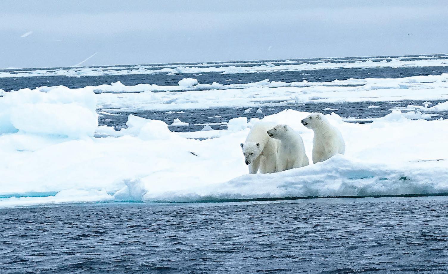 Impact of vital Atlantic current collapse