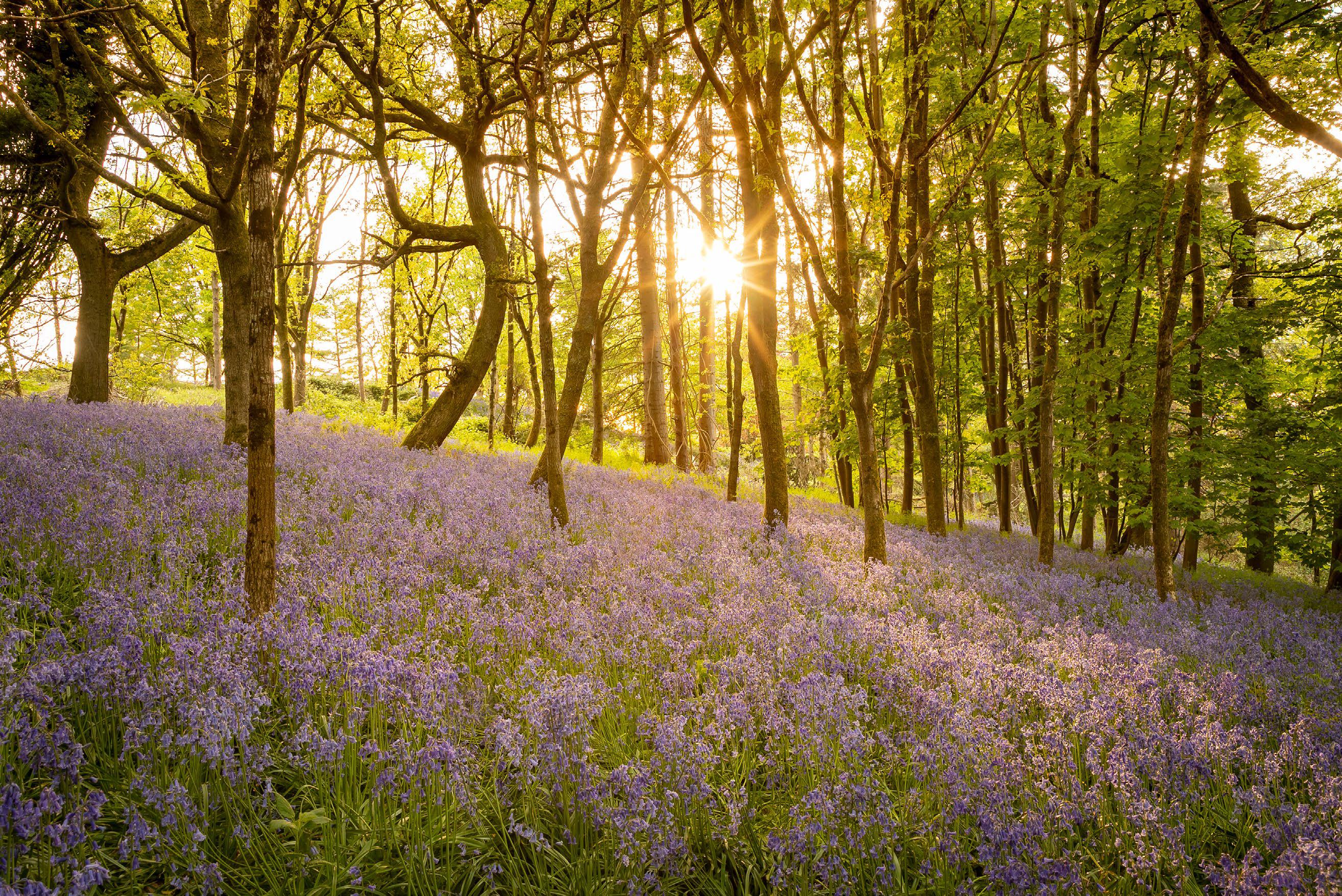 Beautiful bluebells