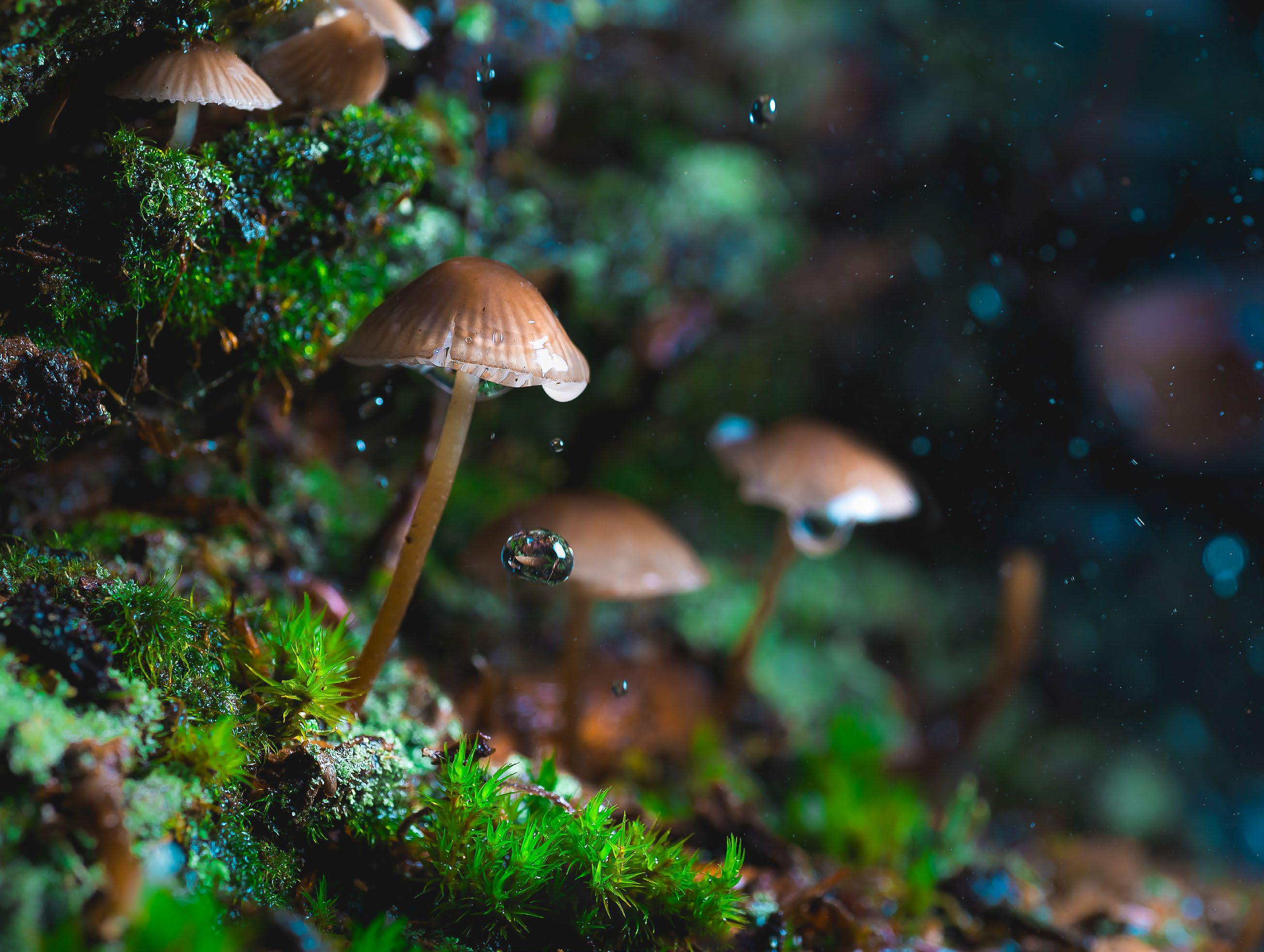 Flash fungi in forests