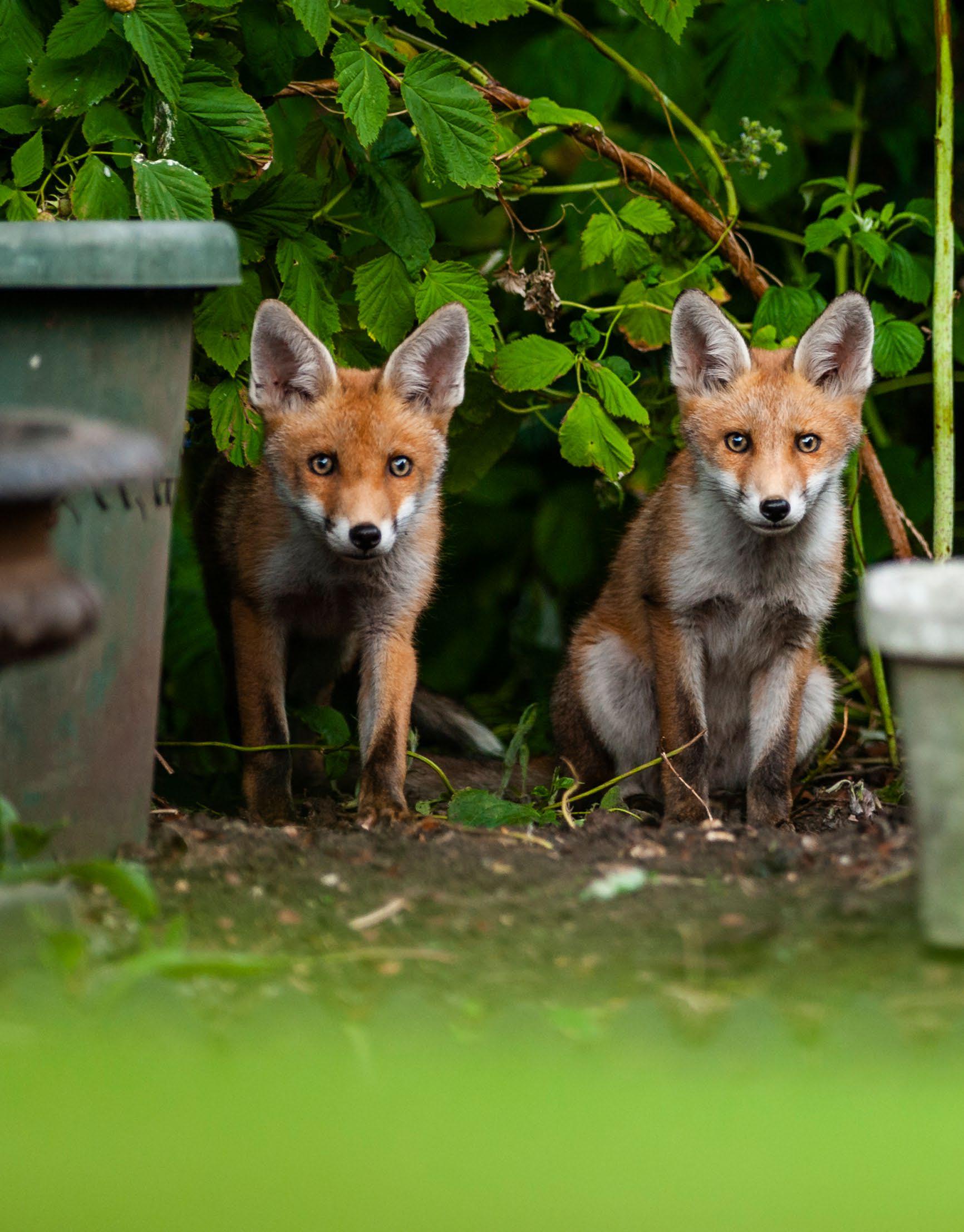 How to master... Wildlife photography