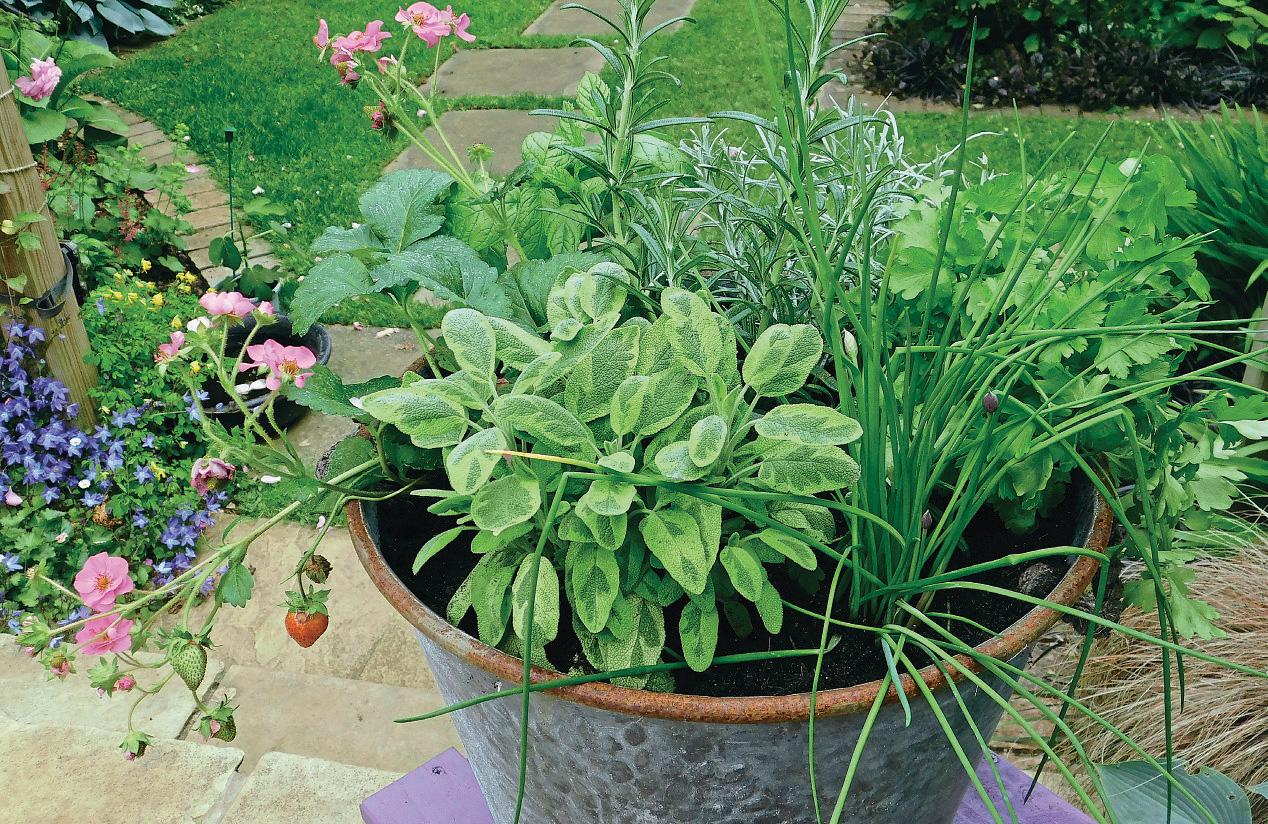 HERB OF THE MONTH: SAGE ADVICE