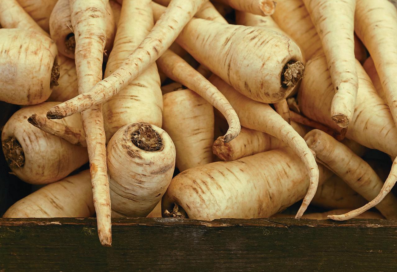 THE BIG (OR LITTLE) PARSNIP GROW-ALONG