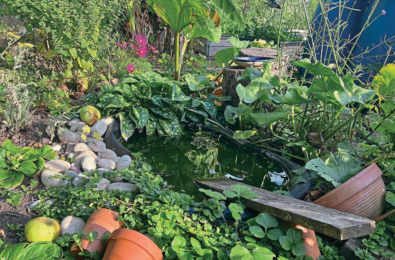 A wildlife pond is born