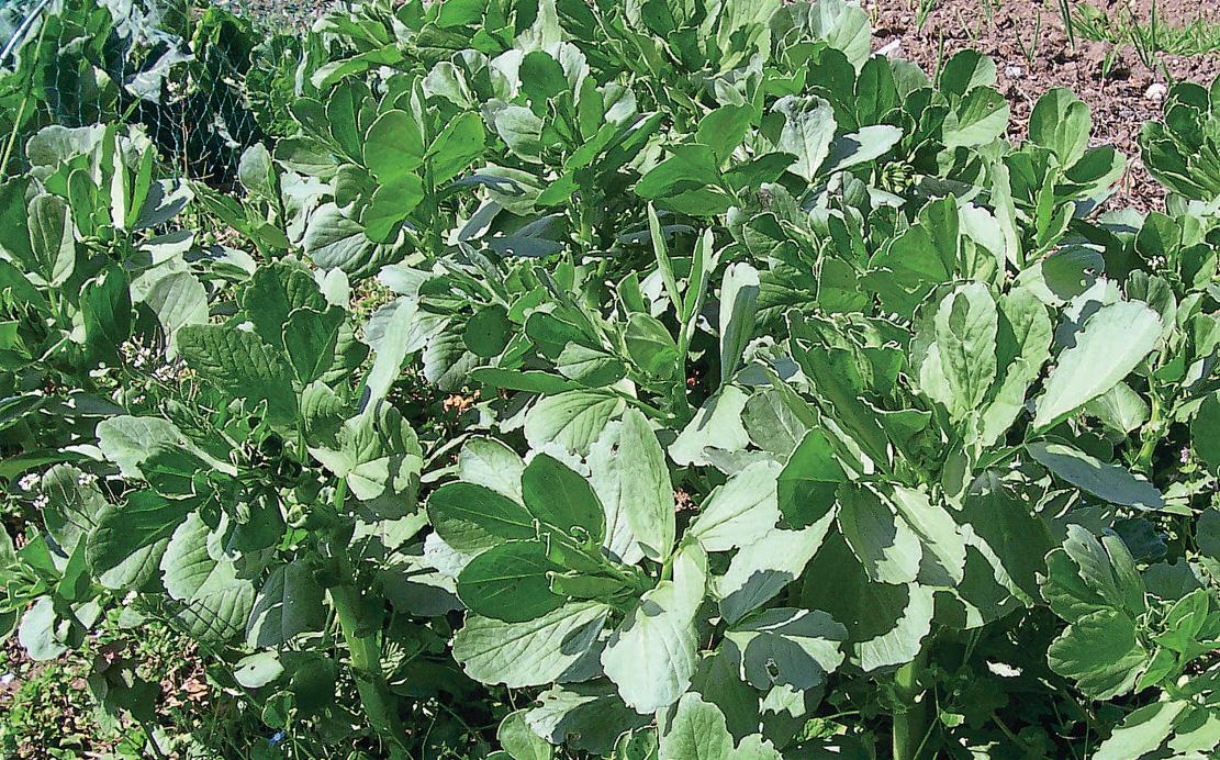 FANTASTIC FIELD BEANS!