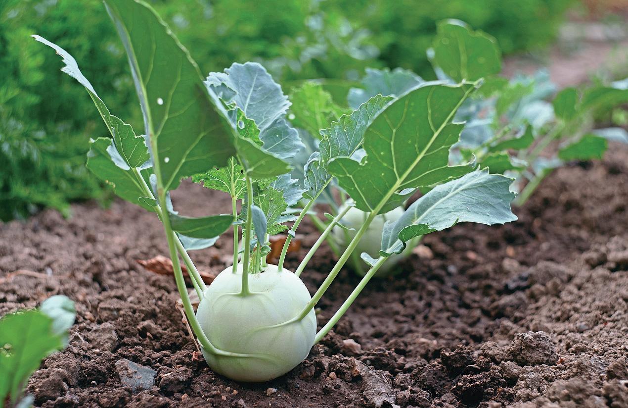 KOHL RABI GROWING GUIDE