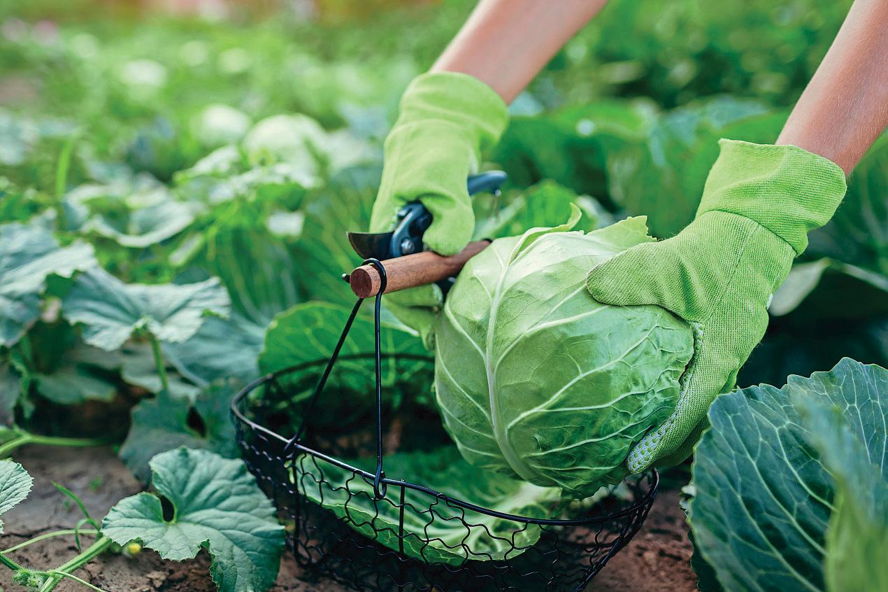 MAKE ROOM FOR CABBAGE