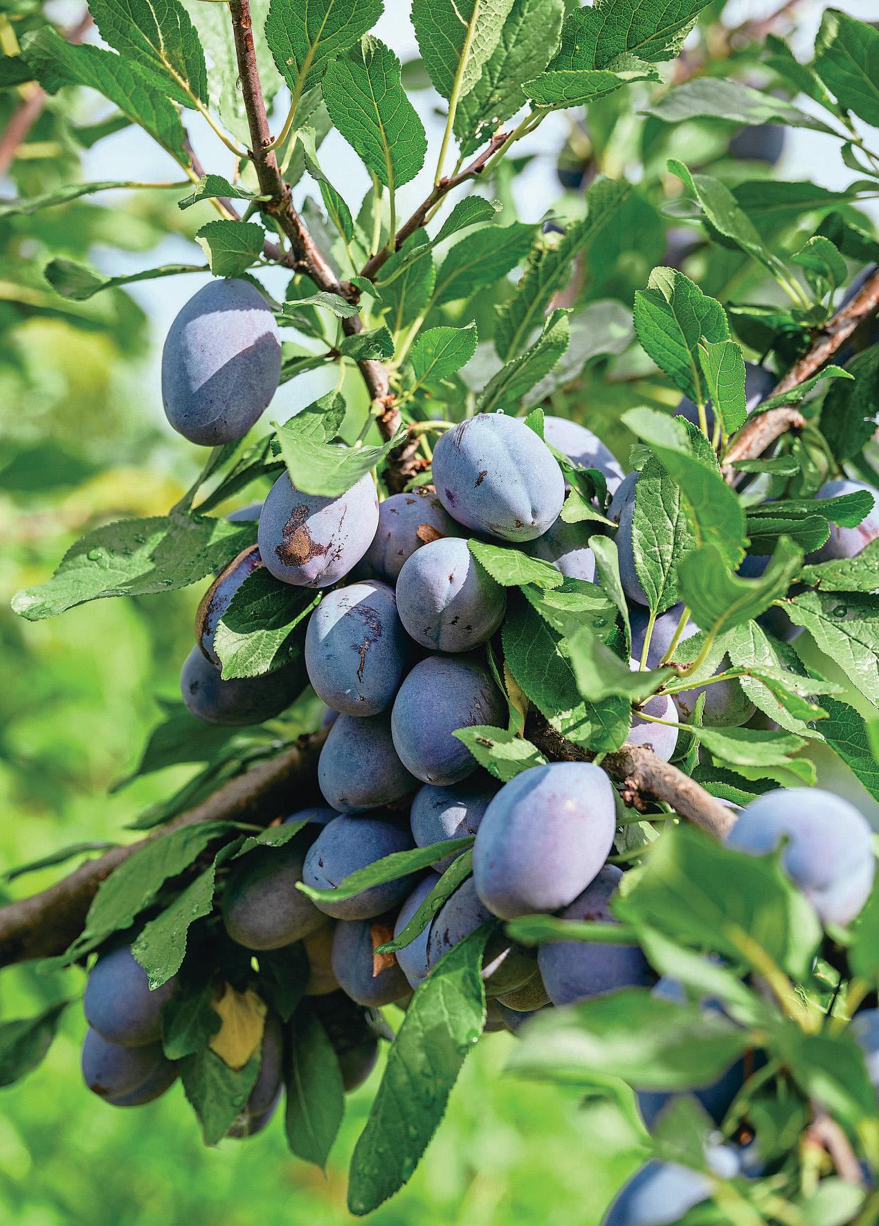 IT'S A PLUM JOB!