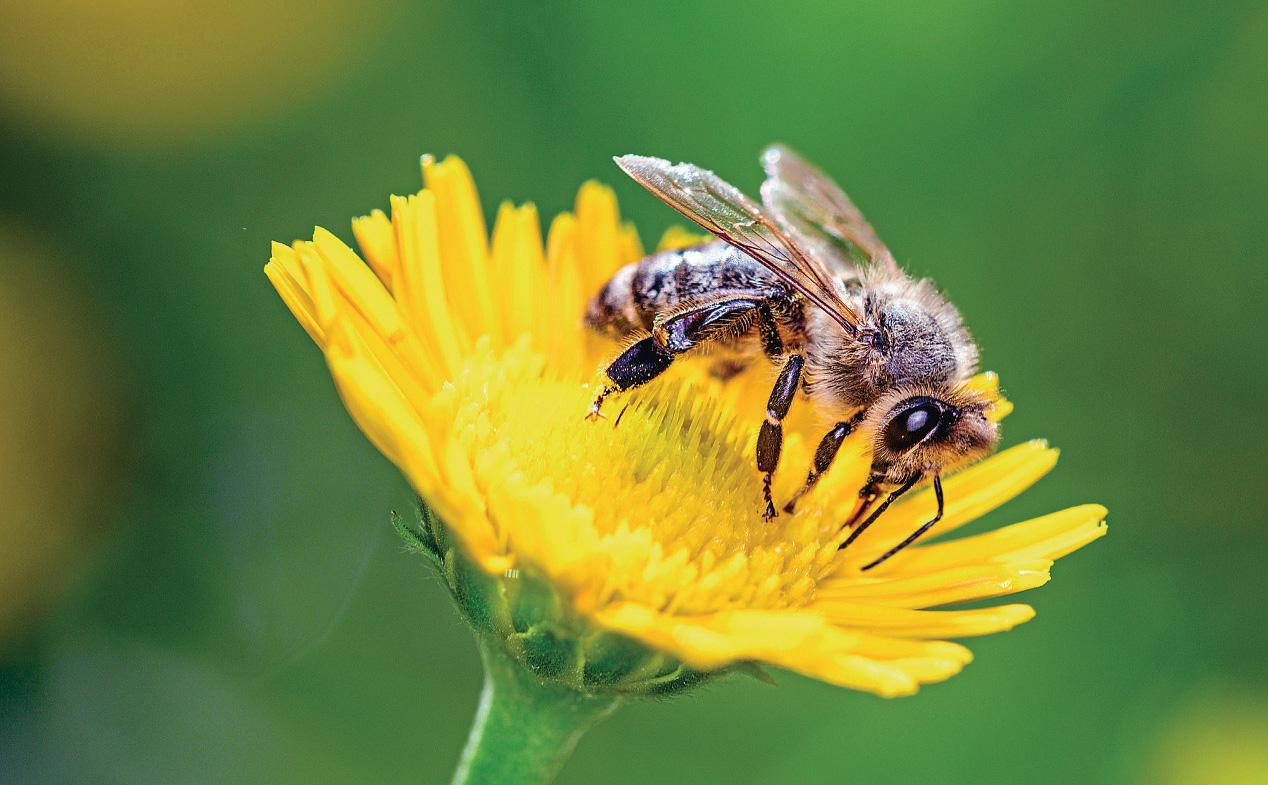 Keeping bees A BEGINNER'S GUIDE