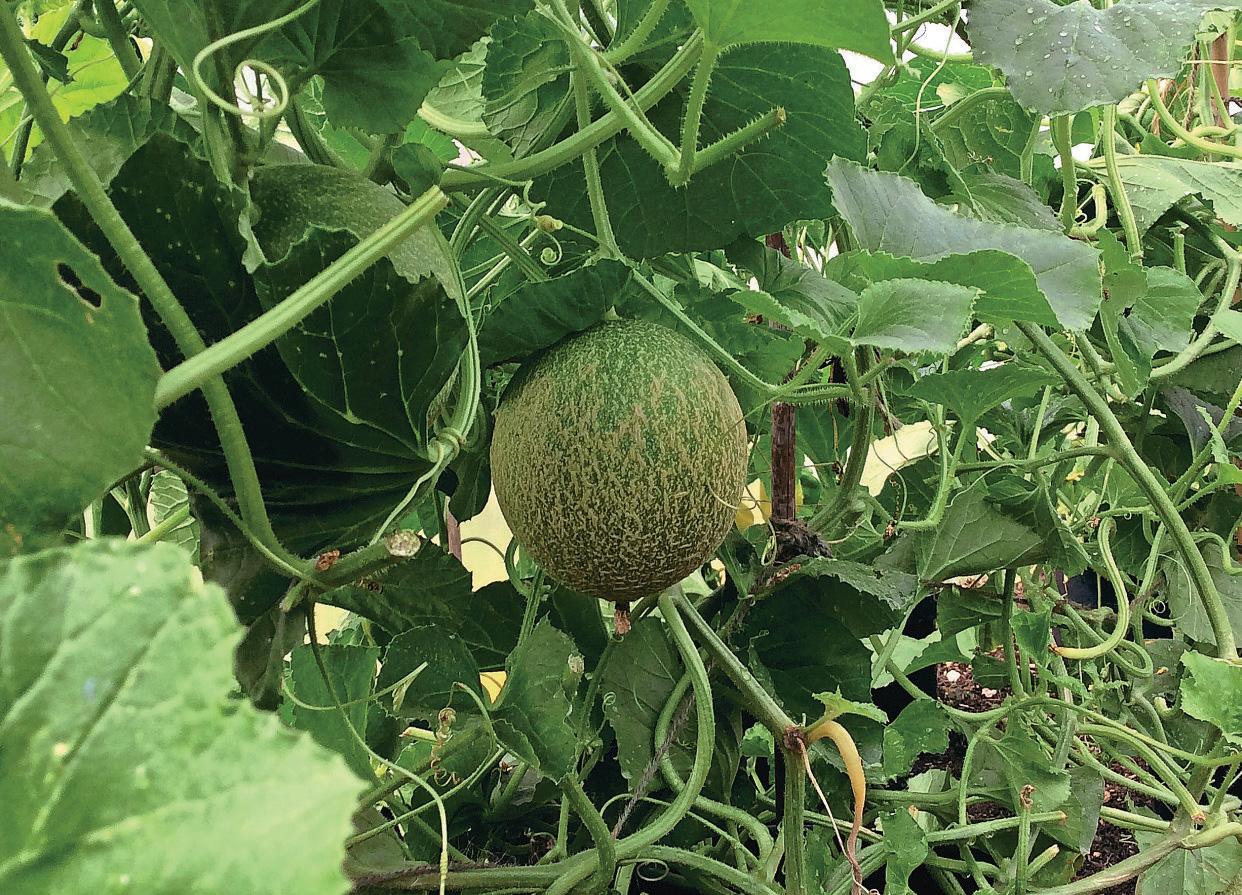 GROW A TASTE THAT'S UNFORGETTABLE