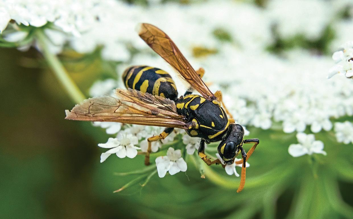 OUR FRIEND THE WASP