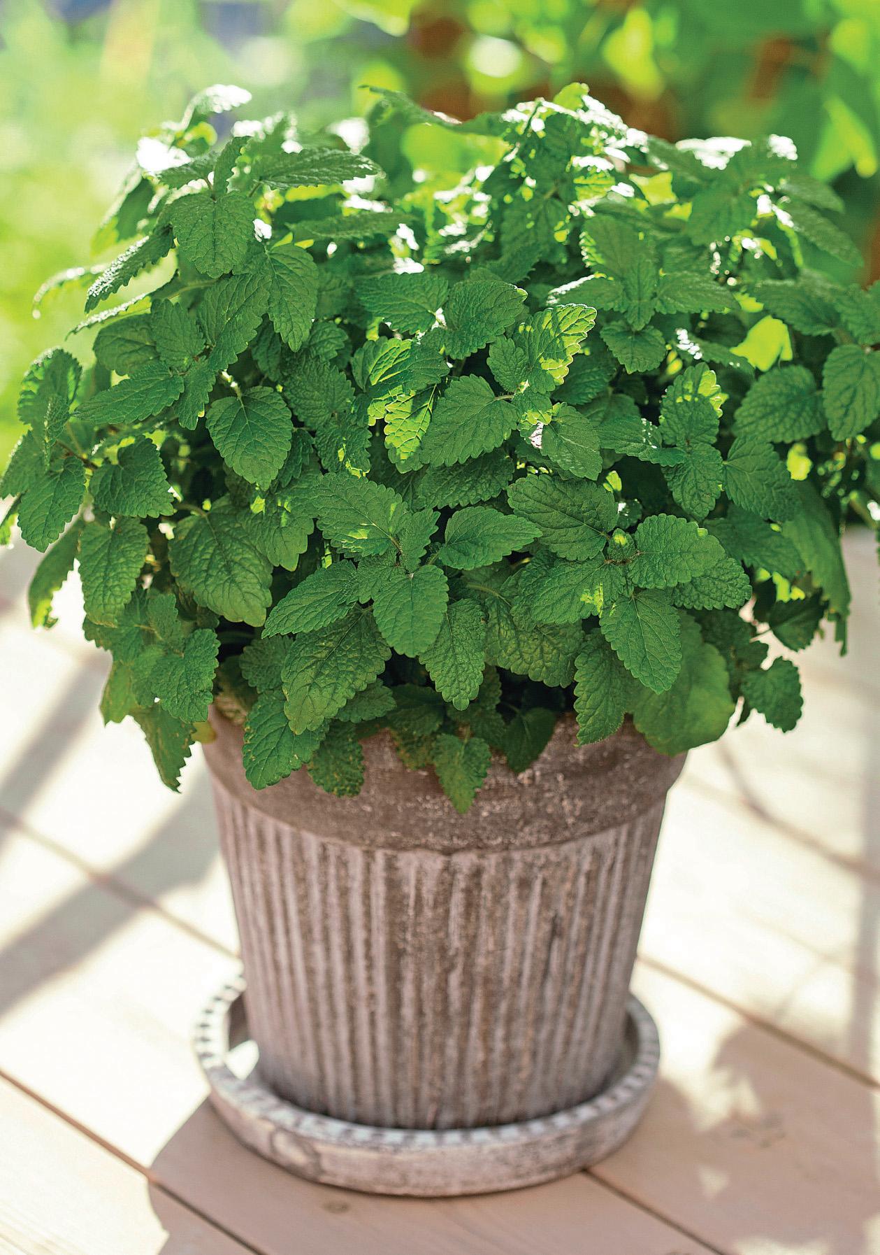HERB OF THE MONTH Lemon balm