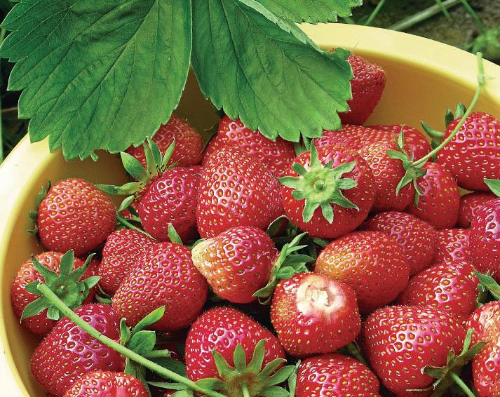 SUPERFAST STRAWBERRIES
