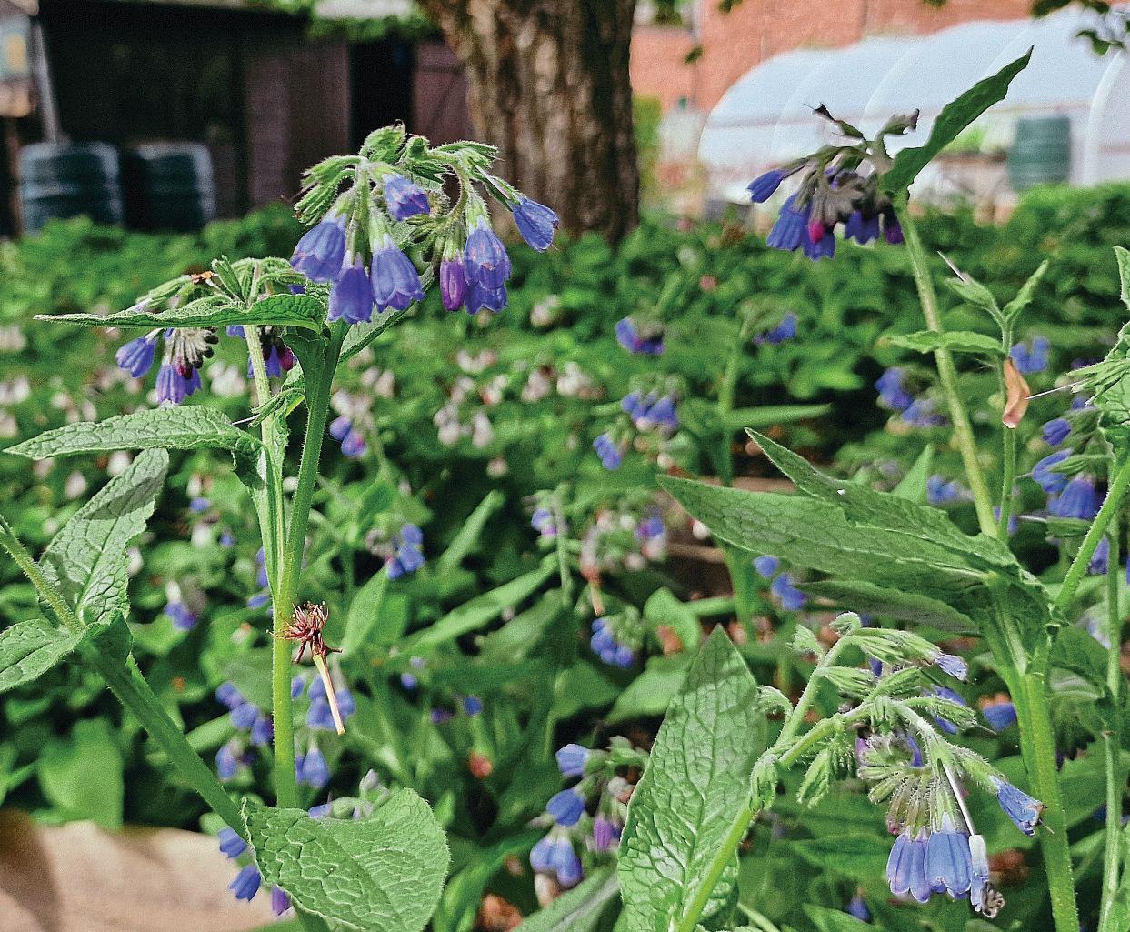 PROTECTING OUR PLANT HERITAGE