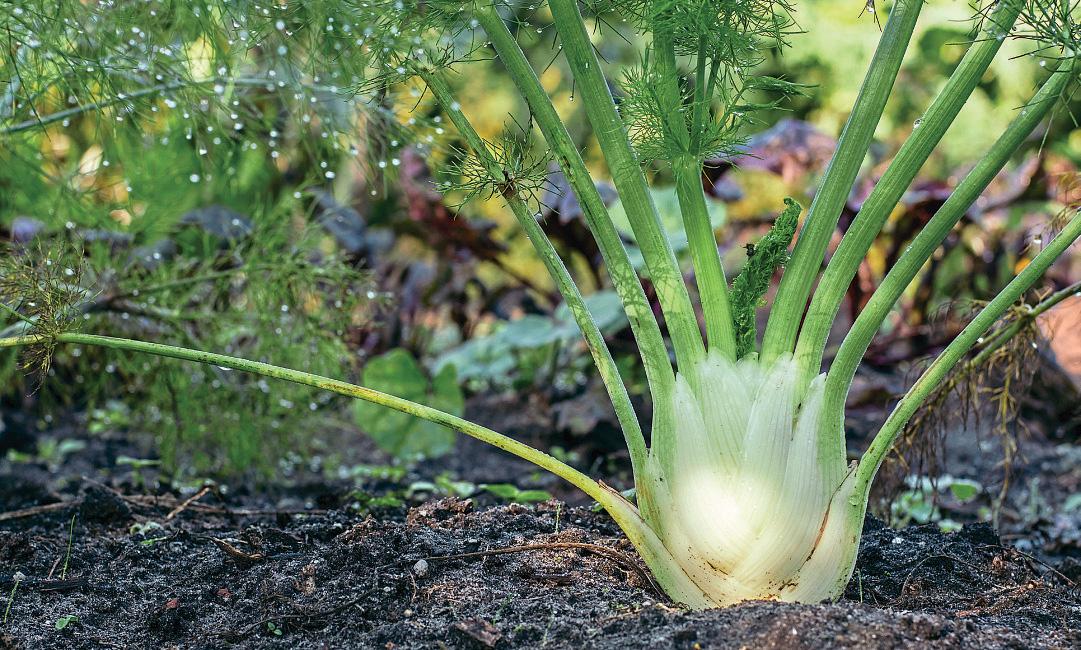 GROW FLAVORSOME FENNEL