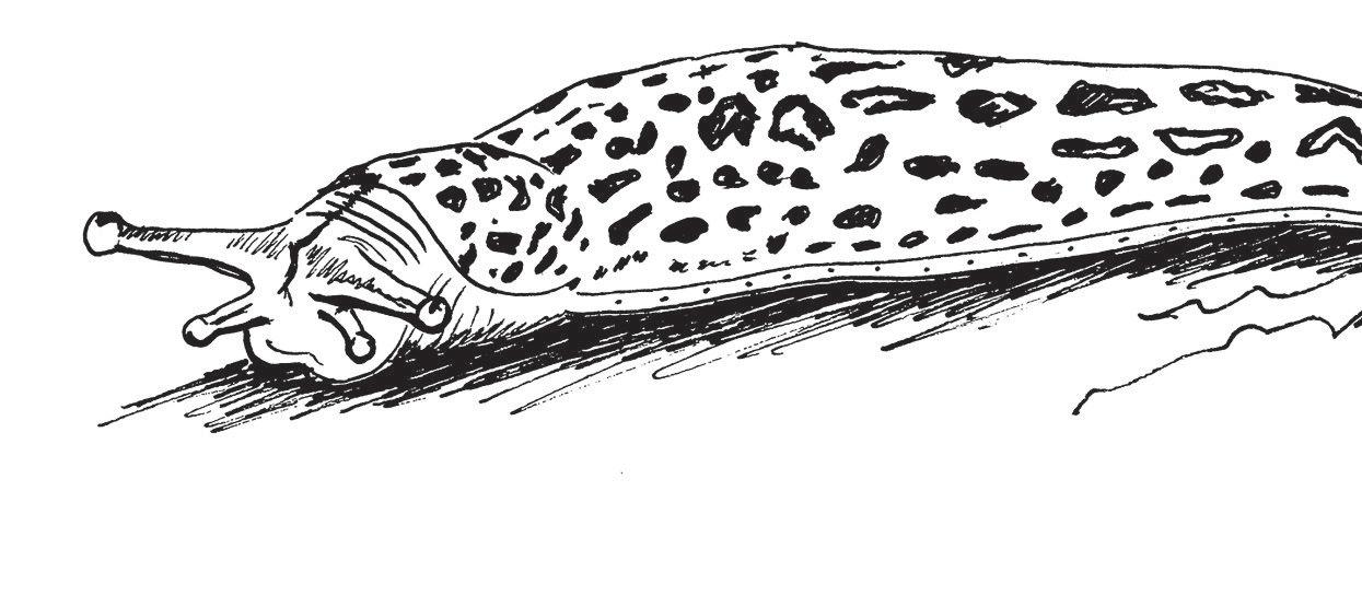 SLUGS and SNAILS and OLD WIVES' TALES