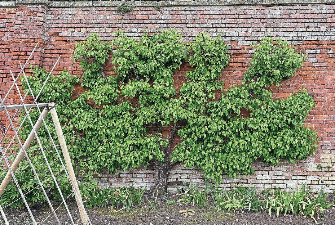 GARDEN RESCUE - A DIARY