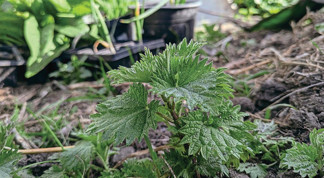 What can weeds tell you about your soil?