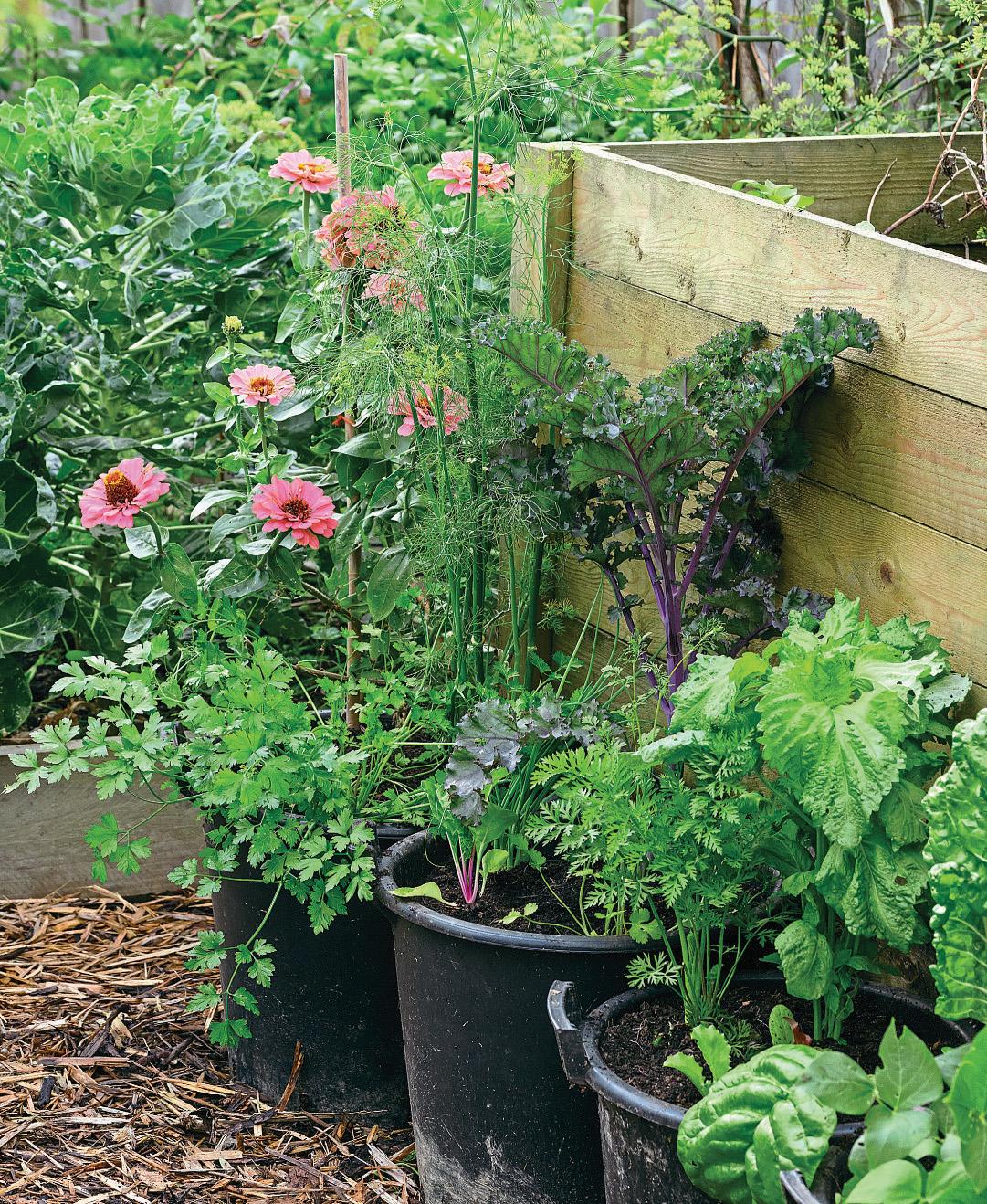 POLYCULTURE IN POTS