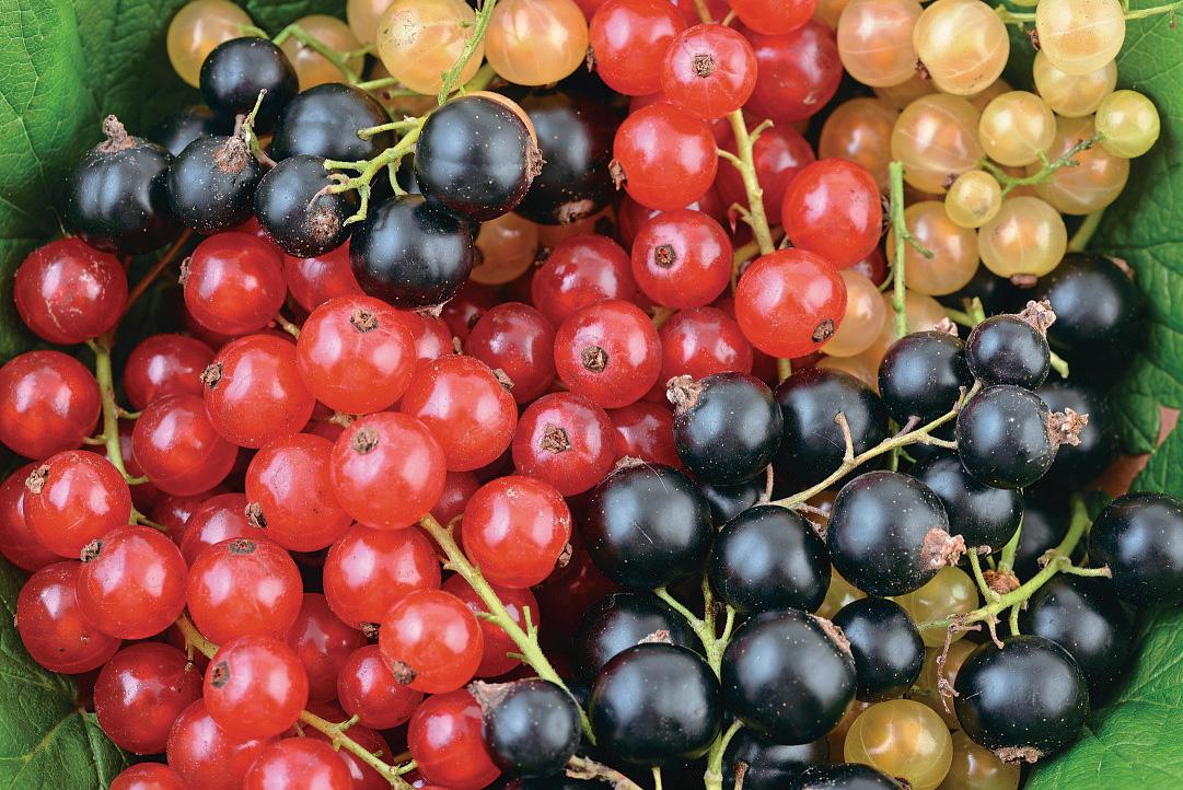 What's currant?