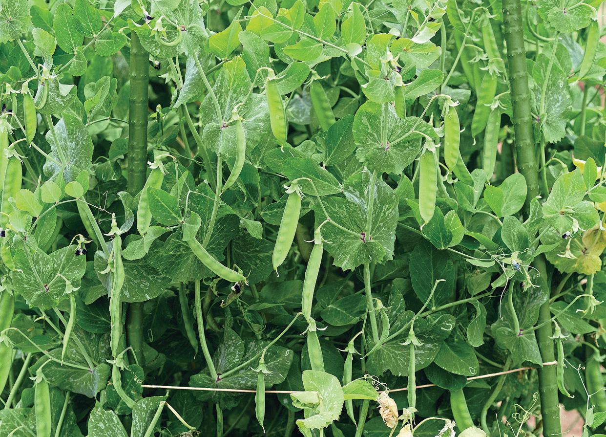HIT THE HEIGHTS WITH SNOW PEAS