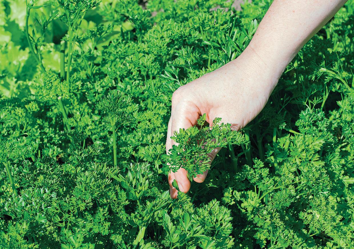 HERB OF THE MONTH PARSLEY
