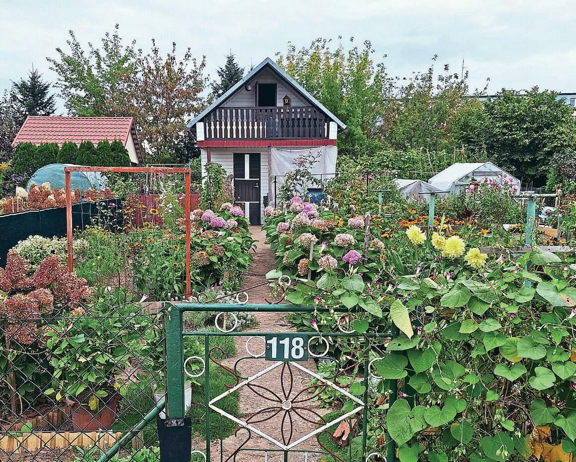 TREASURED ALLOTMENTS