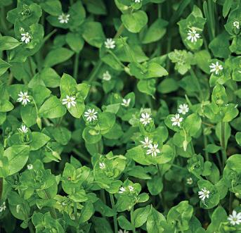 STRESS-FREE WAYS WITH WEED CONTROL