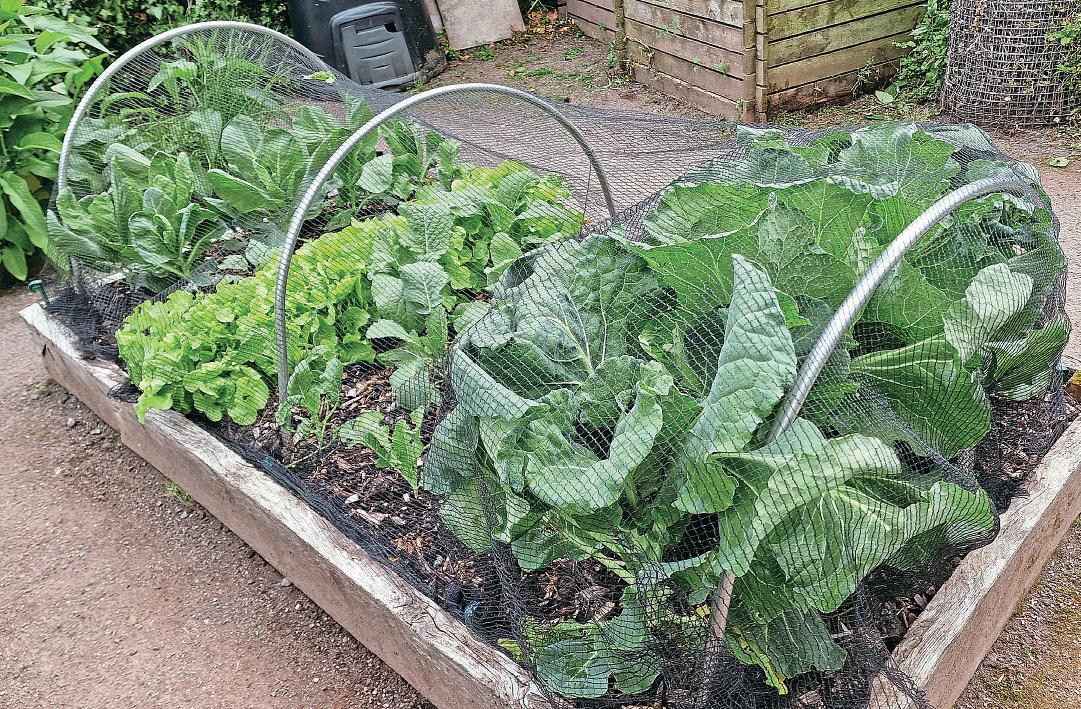 CHALLENGE BRASSICA!