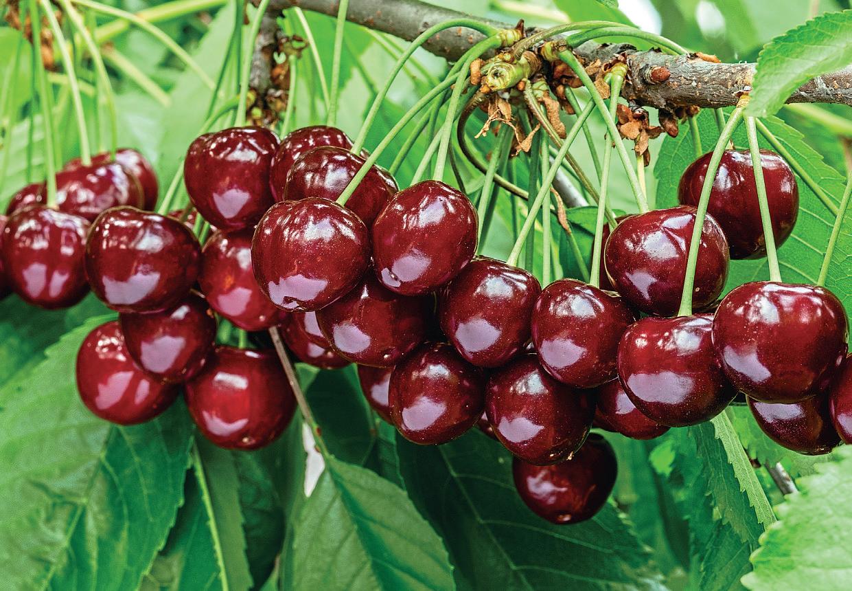 CHOICE CHERRIES