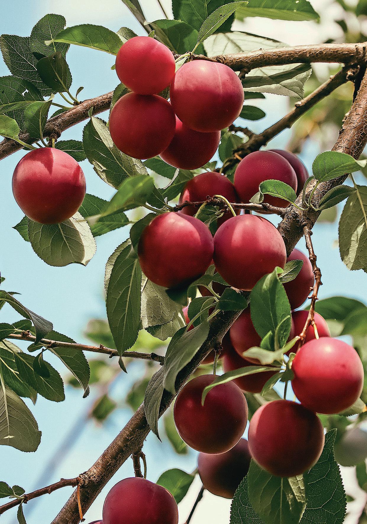 IT'S TIME FOR SOME PRUDENT PRUNING